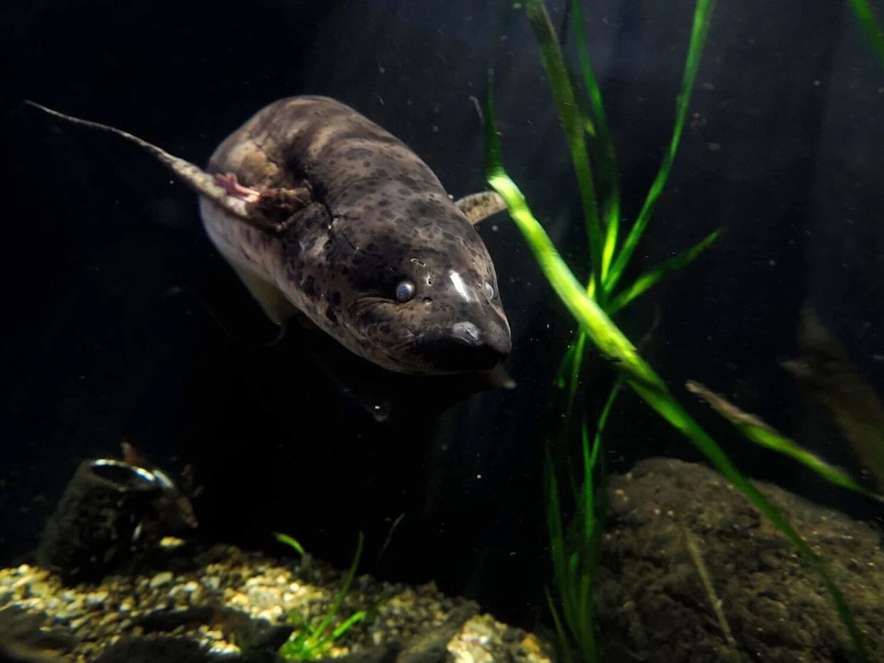 Evolutivni Skok Pre 410 Miliona Godina: Kako Su Ribe Postavile Temelje Za Život Na Kopnu