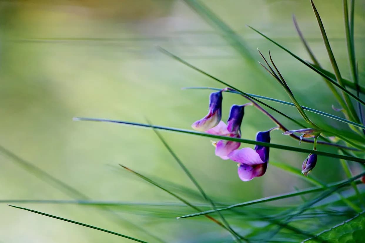 Drevni Majstori Prerade Hrane: Kako Su Neolitski Seljani Preradili Gorku Vicu