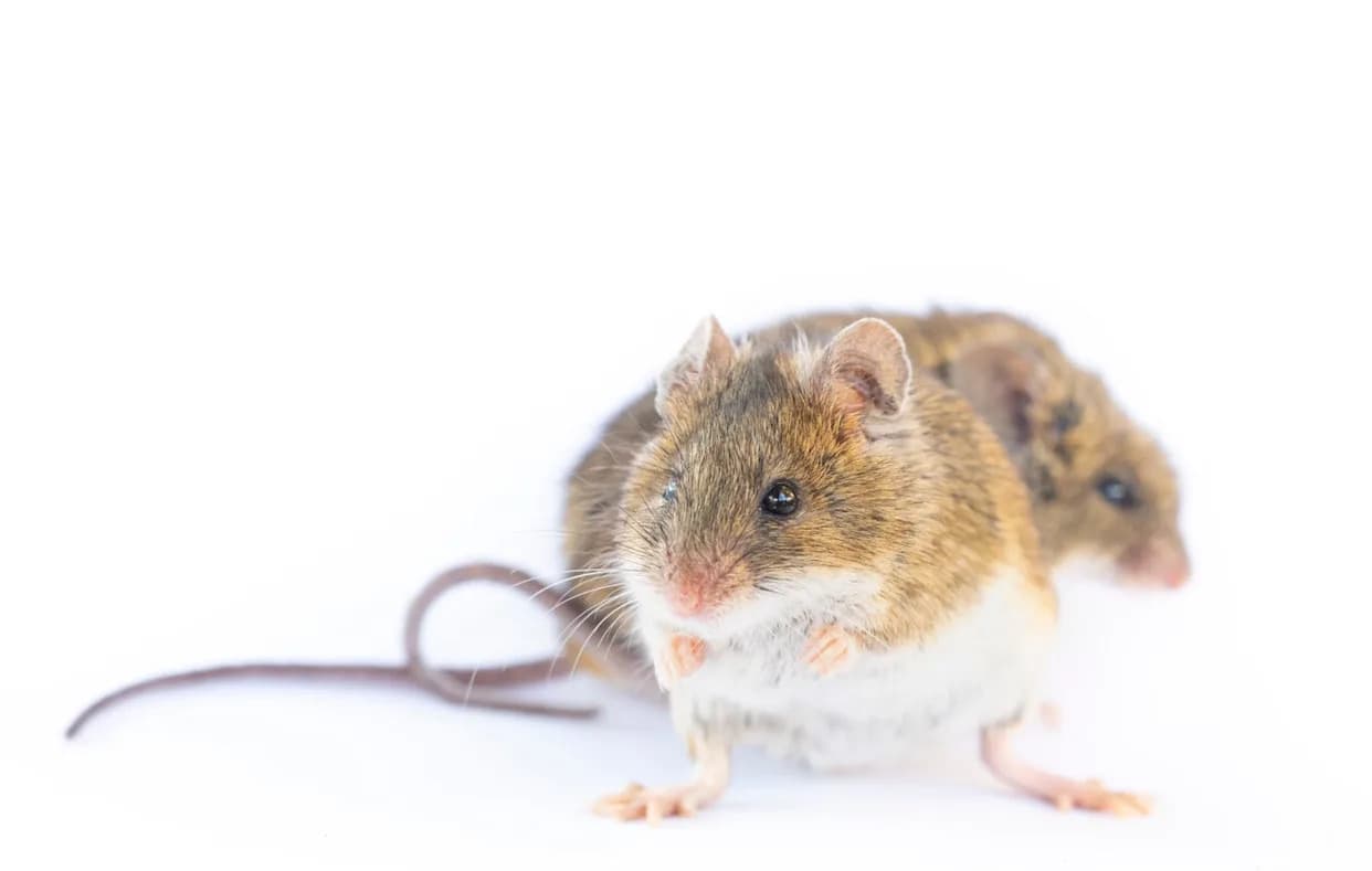 Kloniranje Miševa Do 58 Generacija Završilo Katastrofom — Zašto Seks Ostaje Neophodan