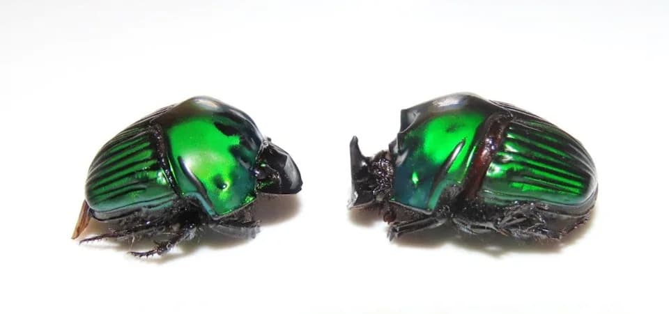 Klimatske promene pritiskaju dungi bube u Amazonu — posledice za ekosisteme