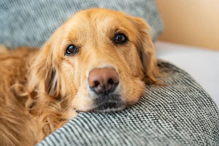 Otkriveno: Golden Retrieveri i Ljudi Deli Genetsku Osnovu Ponašanja