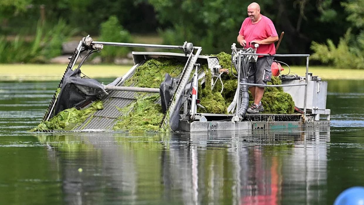 Kako skromni hornwort može transformisati poljoprivredu: nova strategija za efikasniji rubisko