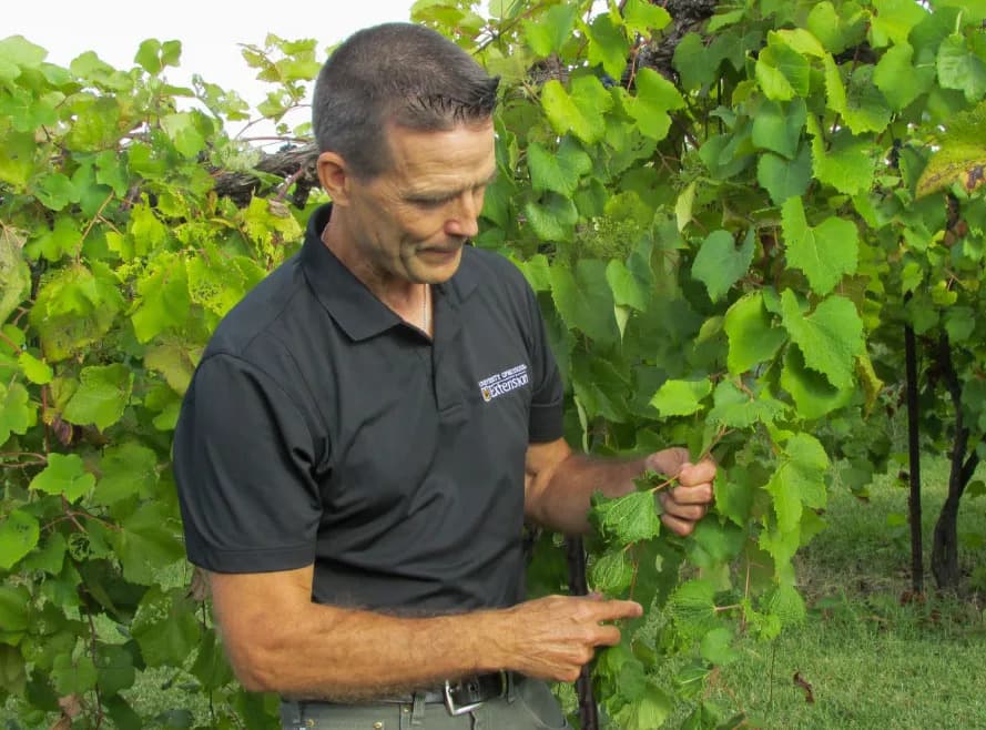 Hemijsko upadanje: Pesticidni drift ugrožava vinograde Misurija