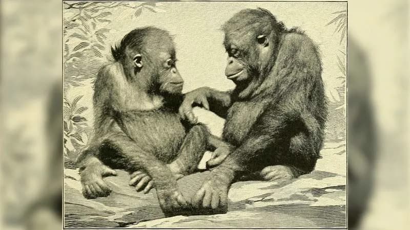 Novo otkriće na Sinaju: fosil koji preispituje poreklo majmuna — Masripithecus moghraensis