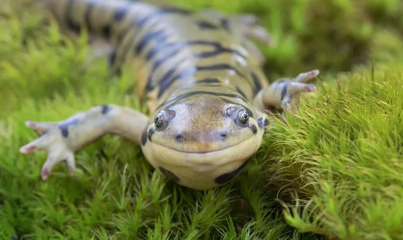 Kiseonik Kao Okidač Regeneracije: Zašto Neki Udi Zarastaju u Ožiljak, a Drugi Se Ponovo Grade