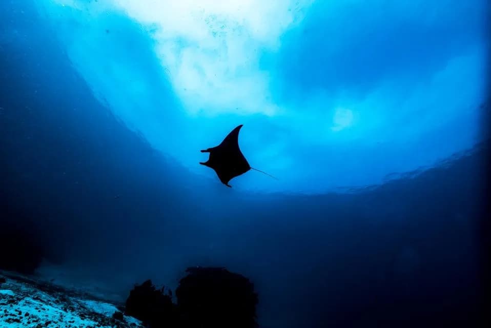 Neočekivano Ponašanje: Galápagos Ajkule Se Trljaju O Okeanske Mante U Revillagigedu