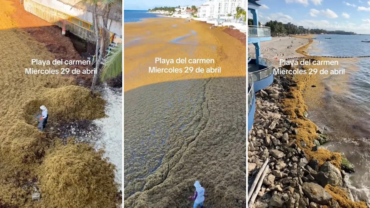 Video prikazuje ogromne naslage sargasa kod Playa del Carmen — 2025. rekordna sezona