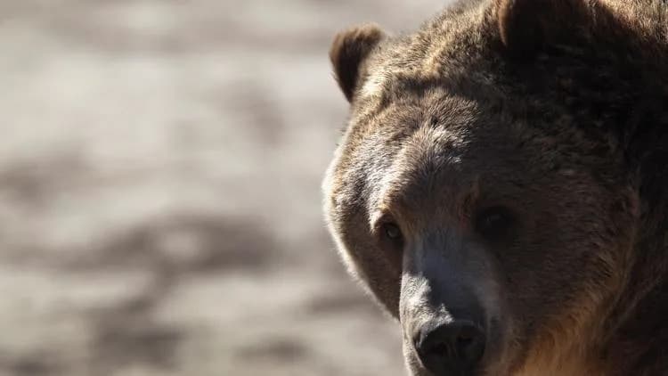 AI Skraćuje Obradu Snimaka Sa Fotopasca Sa Meseci Na Dane — Studija WSU i Google-a