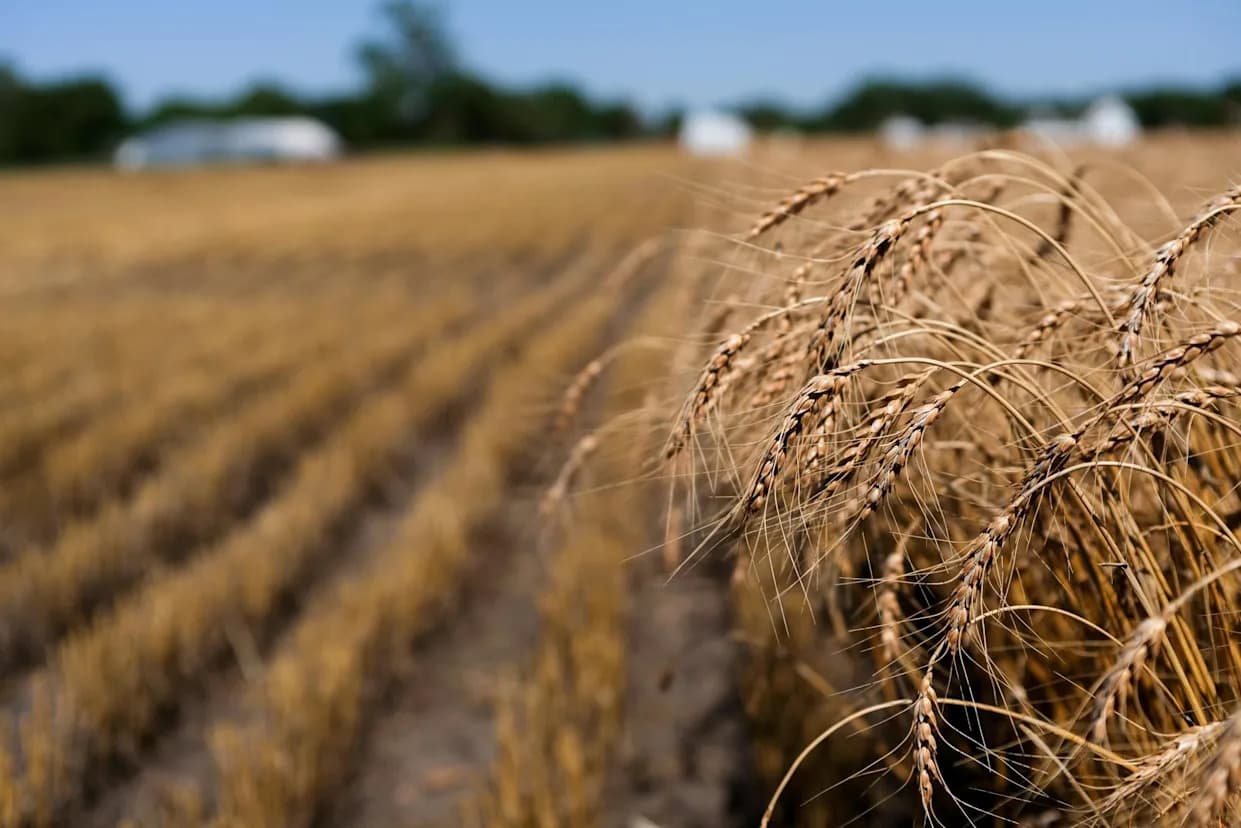 „Najgora sezona za pšenicu”: Ekstremna martovska vrućina i suša satrli prinose u Great Plains