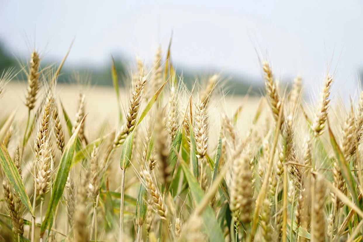 Divlji geni pšenice smanjuju Fusarium skoro 70% — Novi lokus Fhb.Er‑1StL daje nadu za otporniju pšenicu
