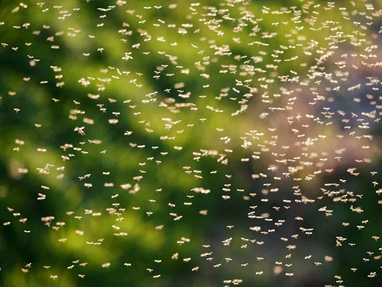Sitni leteći insekti ostavljaju DNK tragove u vazduhu — eDNA otkriva skrivene vrste i pad biodiverziteta