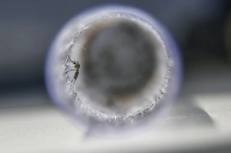 Wolbachia-Komarci Štite Milione, Ali Denga Se Širi Brže — Brazil Pred Izazovom Skaliranja Programa