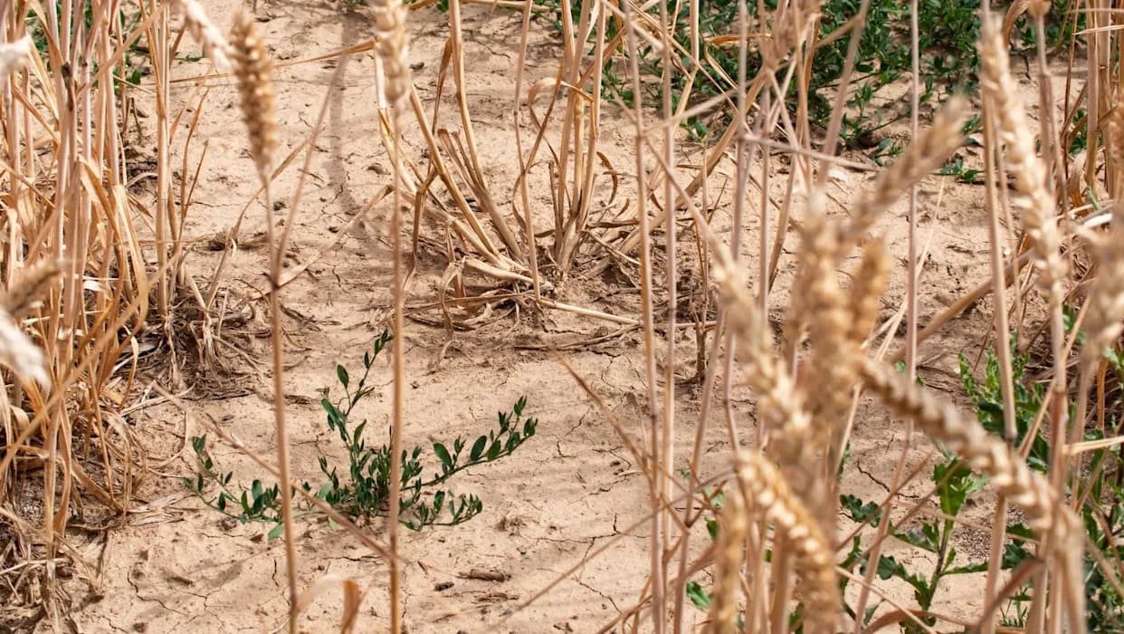 Kansas Suočen Sa Jednom Od Najgorih Sezona Zimske Pšenice U Godinama