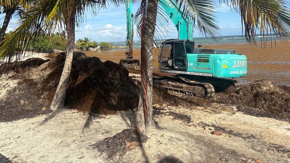 Nova studija otkriva: sargassum koji guši Karibe potiče iz Zaliva Gvineje