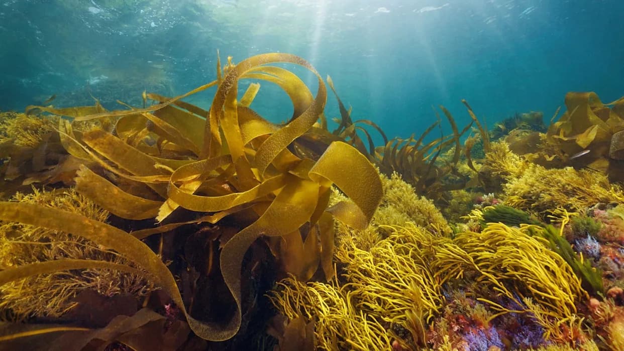 Brzi kelp koji bi mogao napajati avione i brodove: biogorivo iz mora