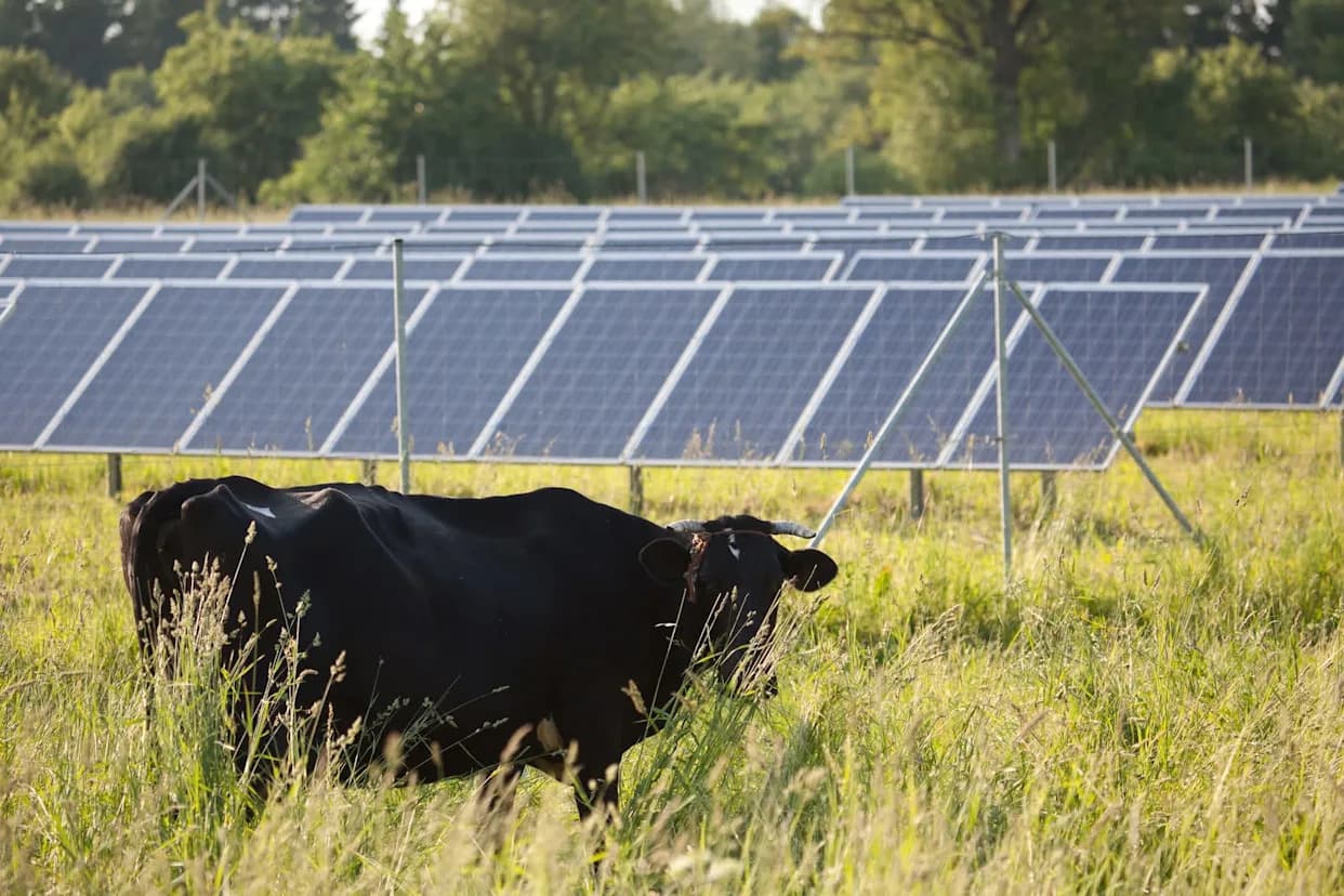 Krave Ispod Solarnih Panela: Kako Agrivoltaika Povezuje Stočništvo i Energiju