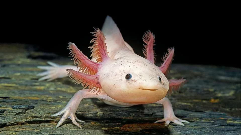 Aksolotl: Salamander Koji Može Ponovo Izgraditi Sopstveni Mozak