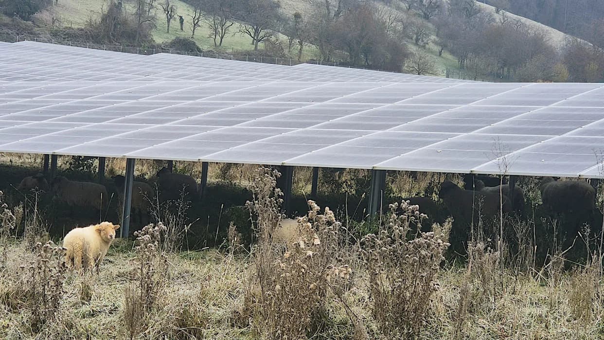 Solarna farma u Tenesiju pušta krave da pase ispod povišenih panela — agrivoltaika u praksi
