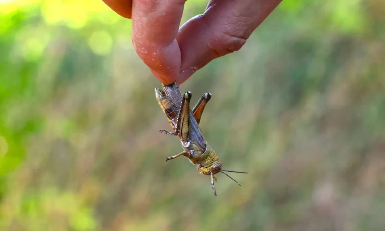 Kriketi Mogu Osećati Dugotrajnu Bol — Novo Istraživanje Poziva Na Preispitivanje Odnosa Prema Insektima