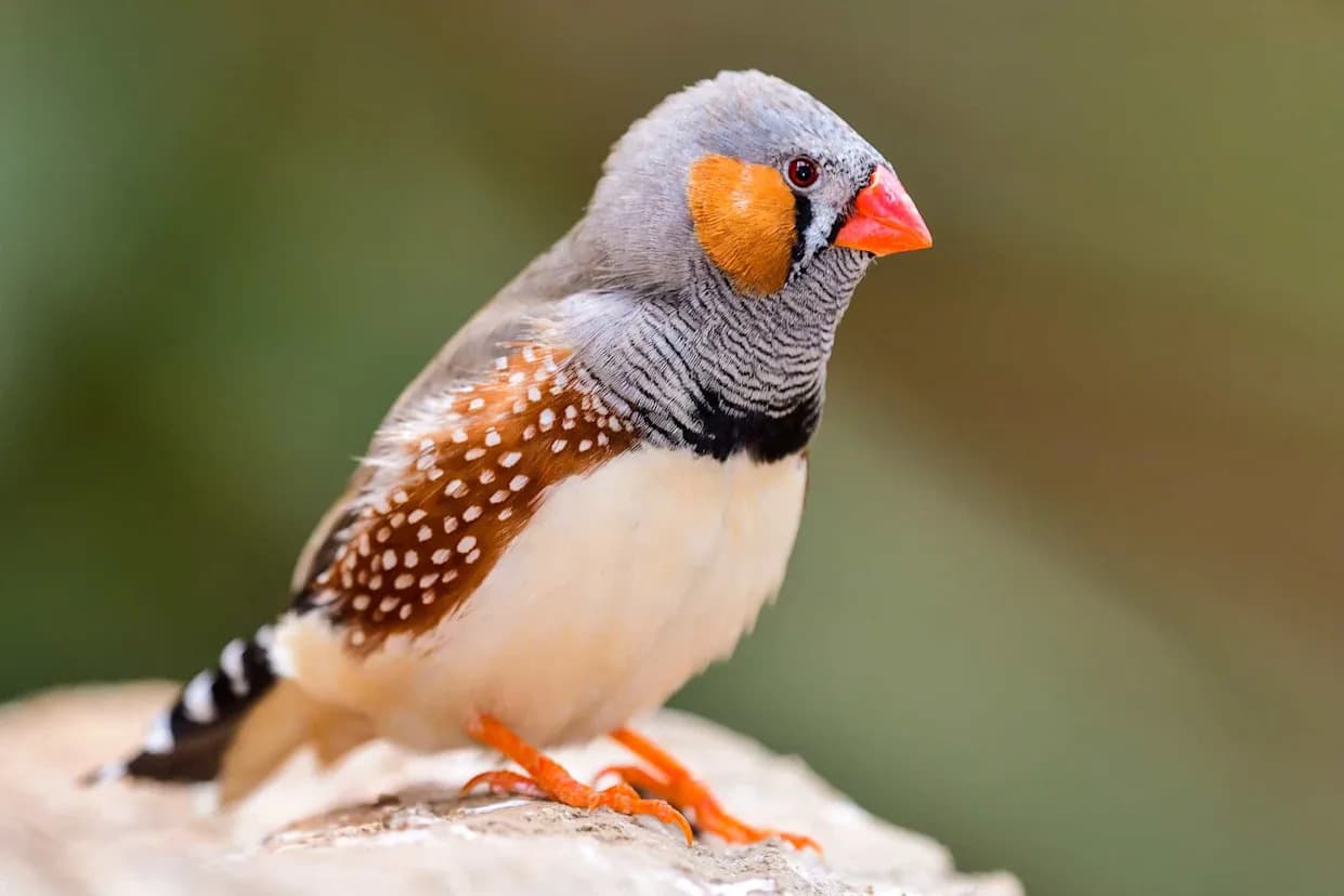 Zebra finch pevaju i do 1.000 puta dnevno — zašto je to važno za nauku