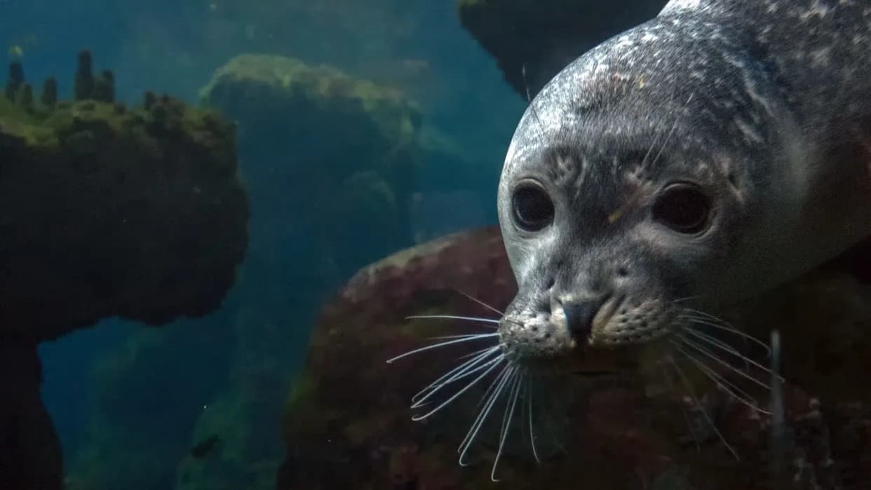 Skrivene Oaze: Kako Mediteranske Monaške Foke U Formiculi Koriste „Mehurićne“ Pećine Da Izbegnu Turiste