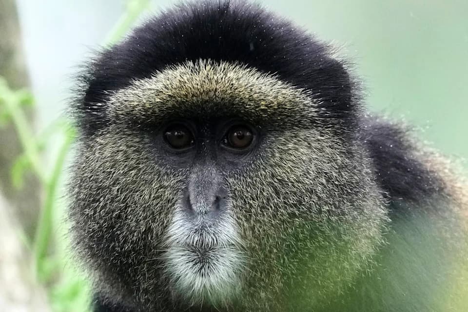 Kako eDNA iz vode i tla menja očuvanje prirode — primer iz Nacionalnog parka Volcanoes (Ruanda)