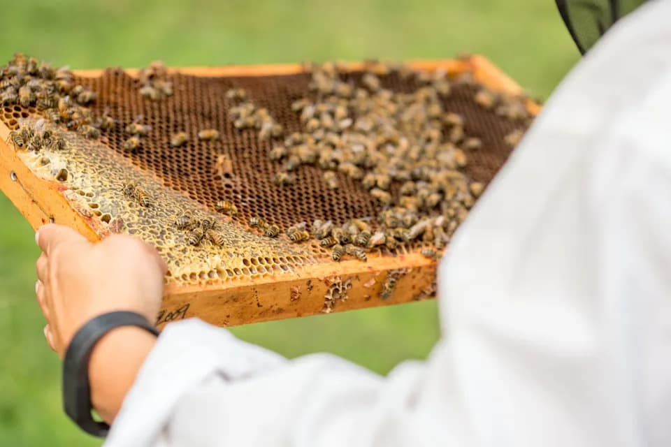 Beltsville Bee Lab Pred Gašenjem: Kako Zatvaranje Saveznih Laboratorija Preti Pčelama i Hrani