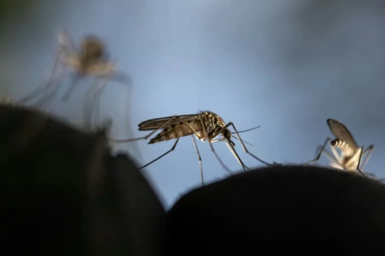 Komarci Mogu „Naučiti" Da Vole DEET — Laboratorijska Studija Menja Shvatanje Repelenata