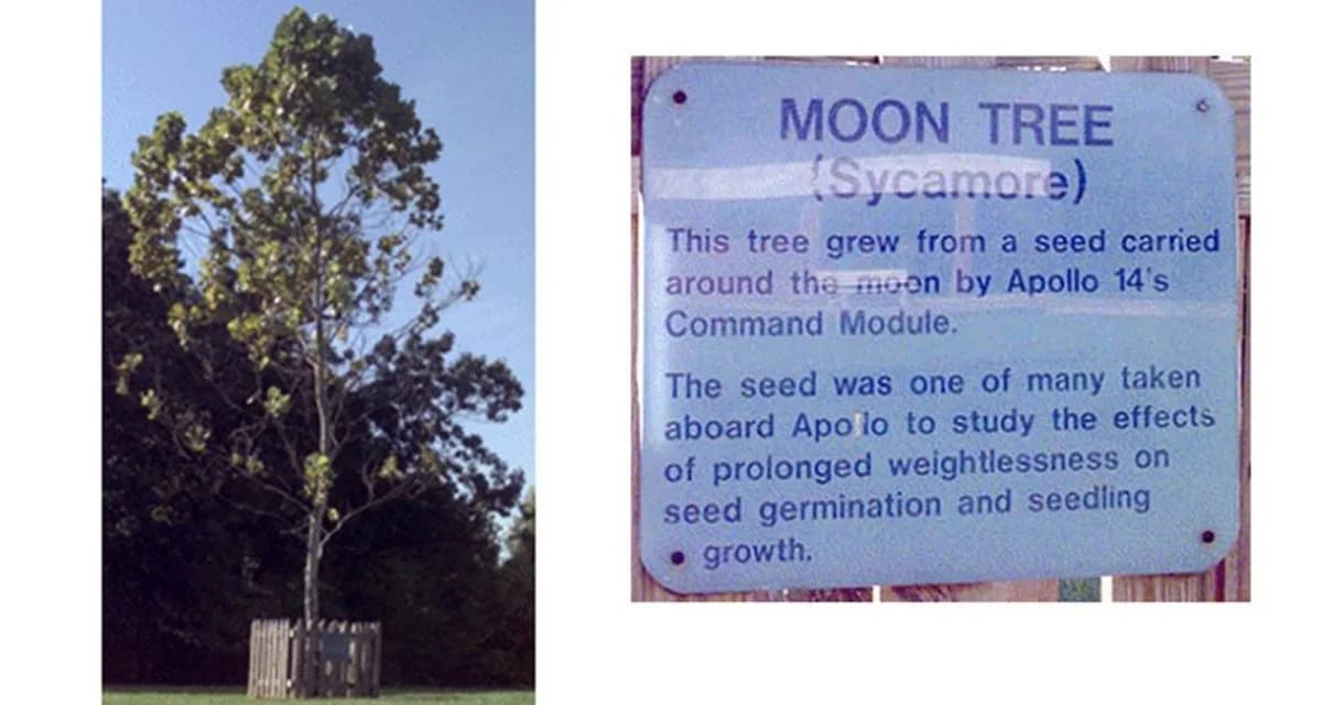 Moon Trees: Kako Su Semena Sa Misije Apollo 14 Postala Drveće Na Zemlji