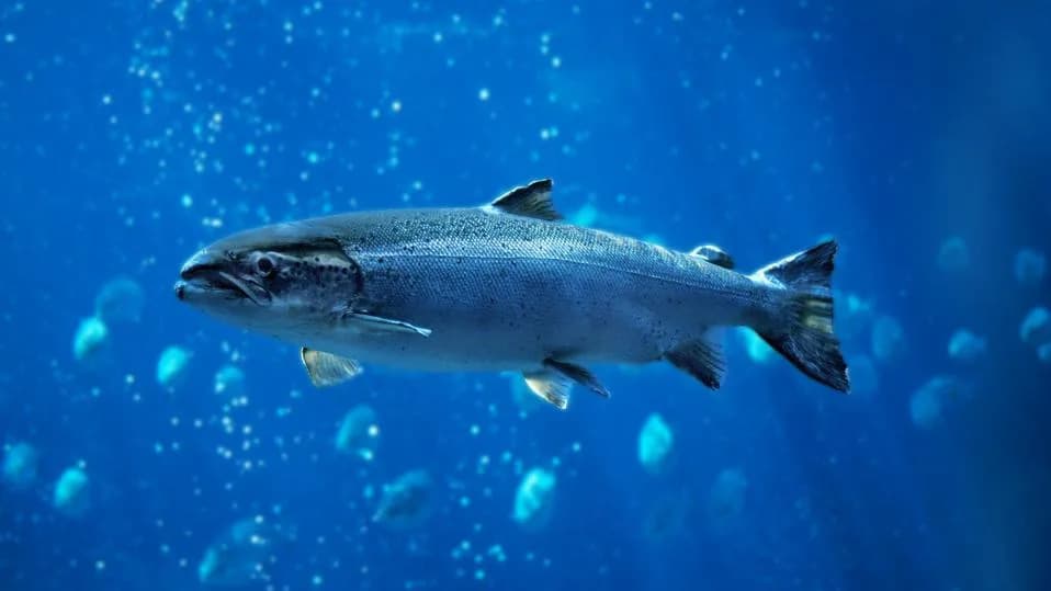 Šta Se Dogodi Kada Lososu Date Kokain? Terensko Istraživanje Pokazuje Da Je Metabolit Još Opasniji