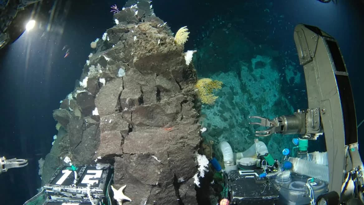 Ocean Census Otkrio 1.121 Novu Morsku Vrstu Za Samo Godinu Dana — Veliki Pomak Za Zaštitu Okeana