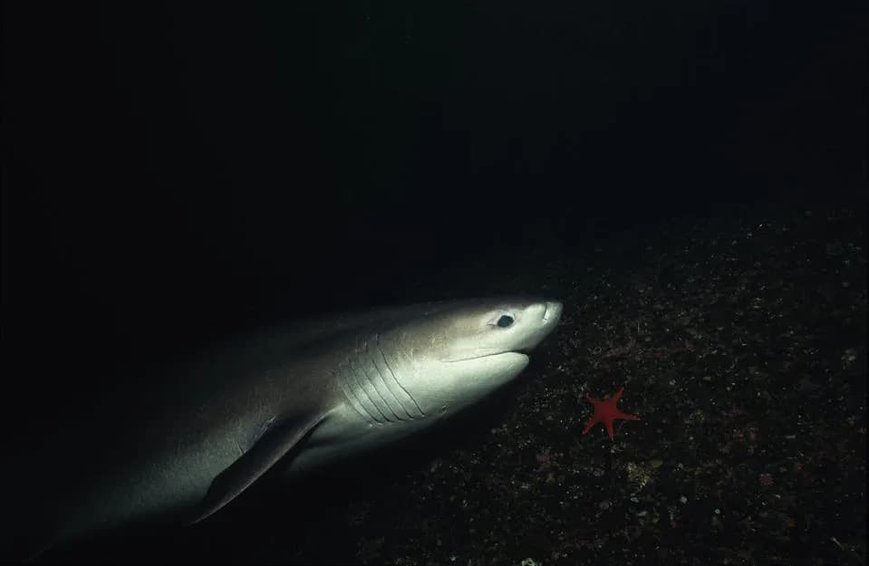 Šta otkriva zub ajkule star 4–5 miliona godina: Klima, kitovi i povratak velikih predatora u Severno more