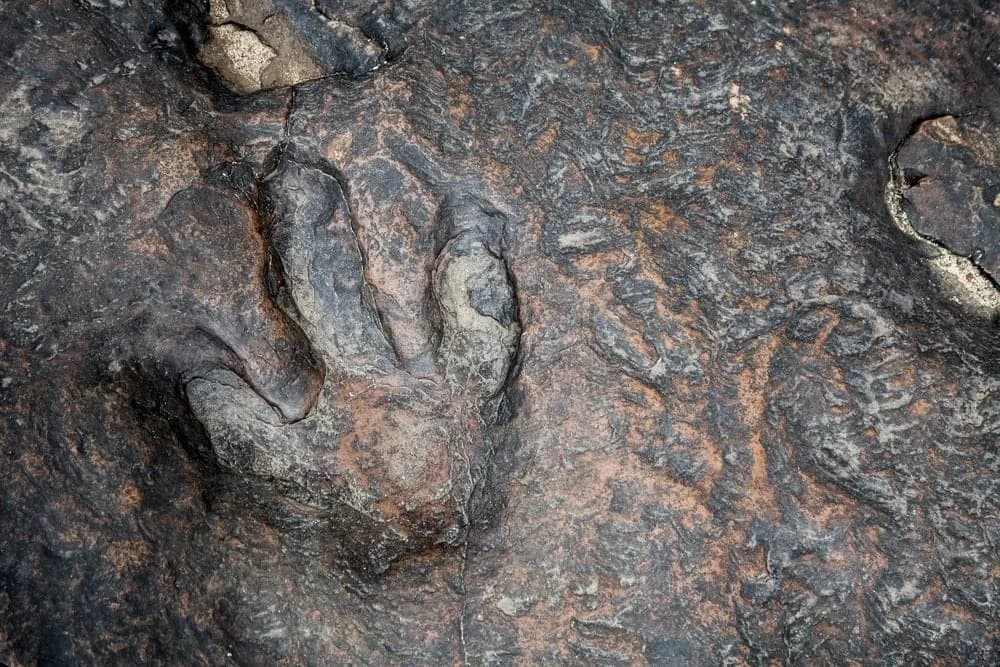 13 mitova o dinosaurima koje naučnici žele da razbiju
