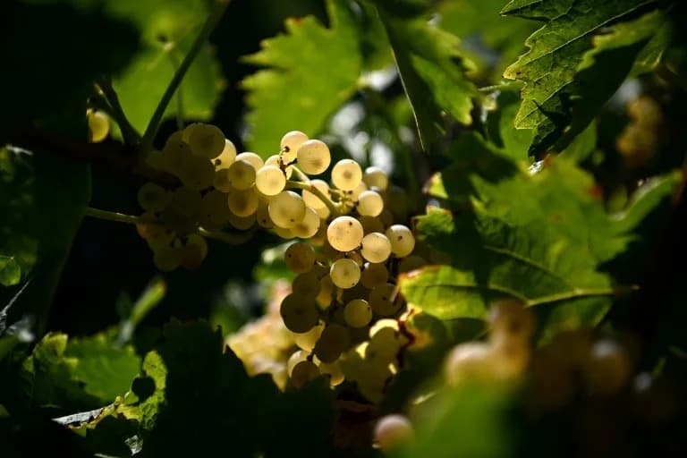Vinogradari sade drveće među lozu: kako vitiforesting štiti berbu od ekstremne klime