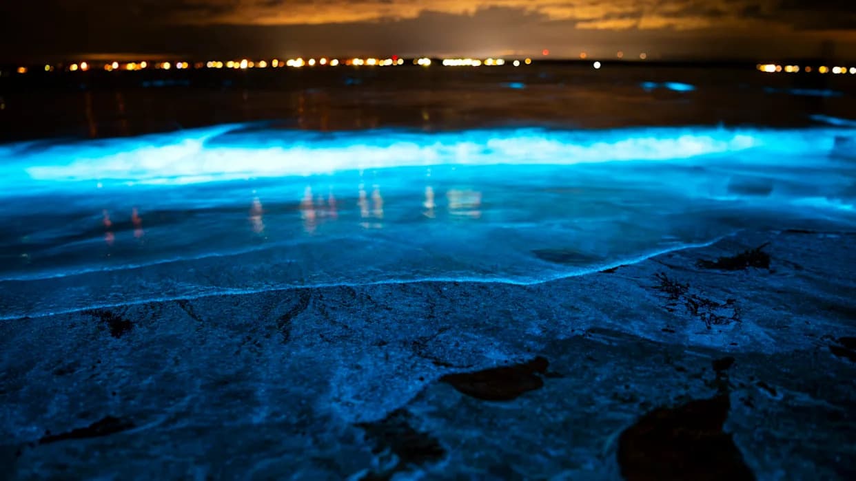 Riba iz dubokog mora koristi igličaste kristale da preusmeri svoj sjaj — nova saznanja o bioluminiscenciji