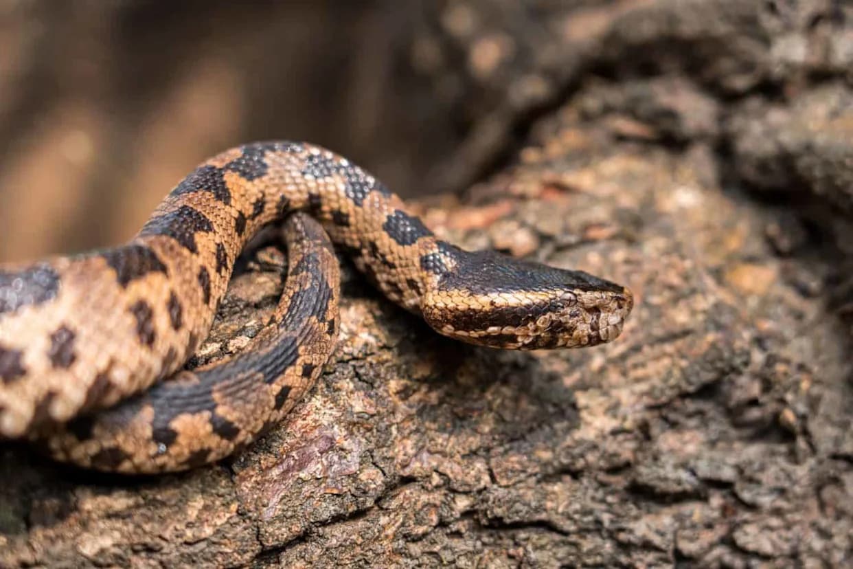 DNK Razotkriva Pet Vrsta Sakrivenih Pod Imenom Himalajska Pit-vipera