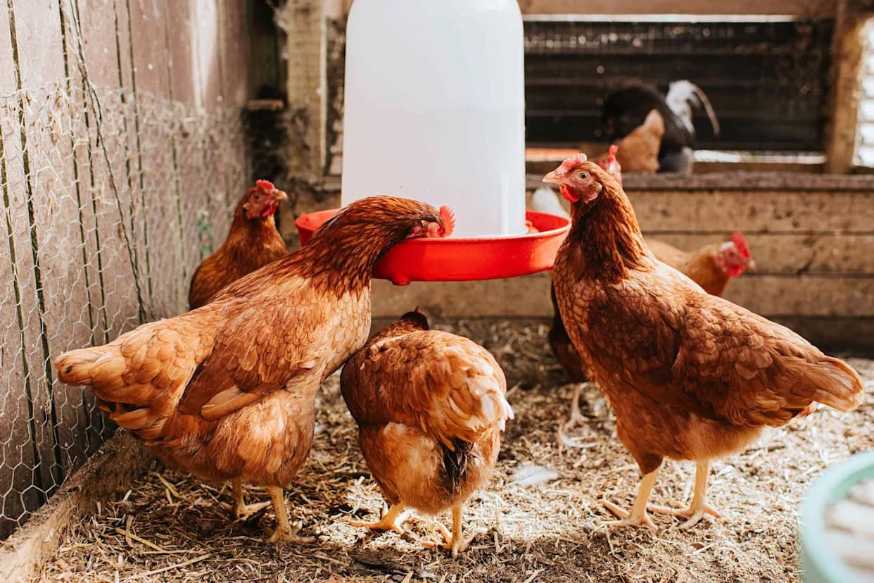 Grožđana pulpa: Može li nusproizvod vina zameniti antibiotike u ishrani brojlera?