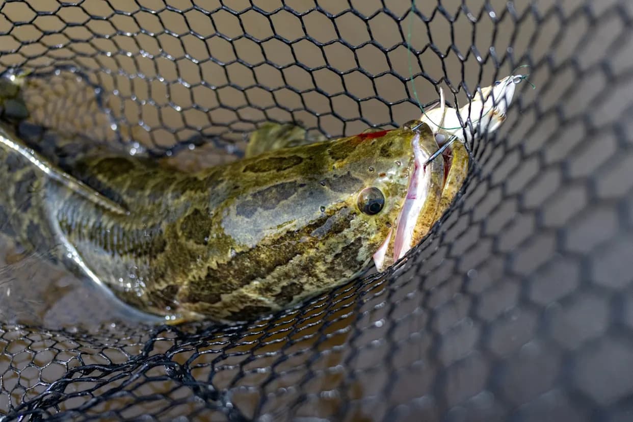 Noćni lov na „Frankenfish“: Kako Merilend koristi bowfishing da zaustavi invaziju zmijskih glava