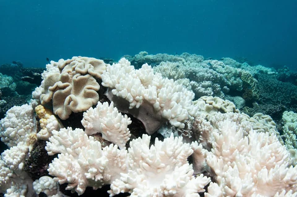 El Niño Može Pokrenuti Peti Globalni Talas Izbeljivanja Korala, Upozorava NOAA