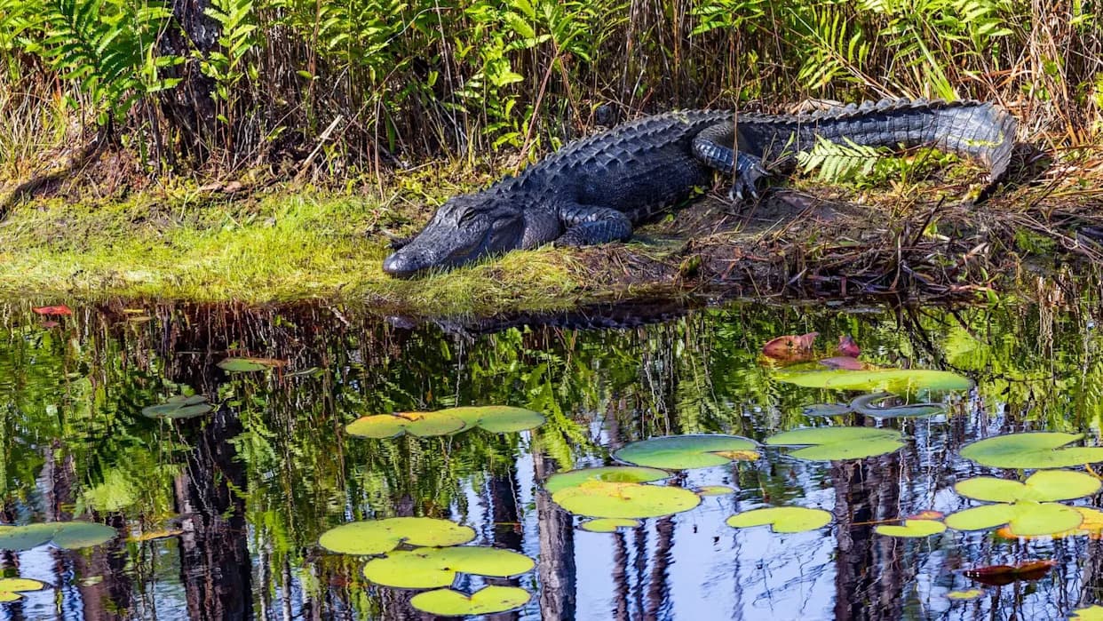 Okefenokee: Močvara Sa 15.000 Aligatora Kandidat Za UNESCO — Šta To Znači?
