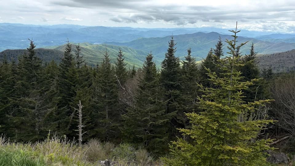 Volonteri U Smoky Mountains Beleže Svaku Vrstu: Hitna Traga Za Skrivenim Biodiverzitetom