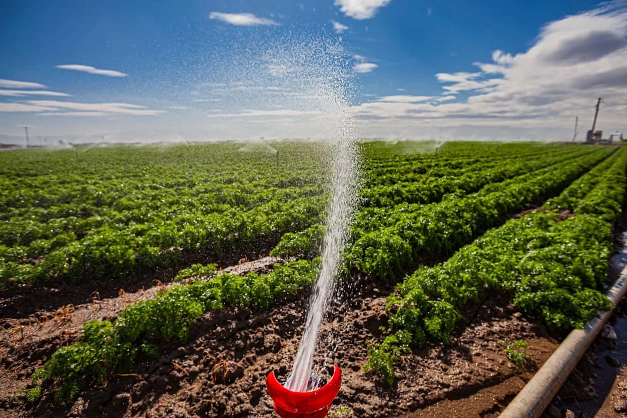 Oko Polovine Kalifornijskih Vodotoka Kontaminirano PFAS Pesticidima, Pokazuje Nova Analiza