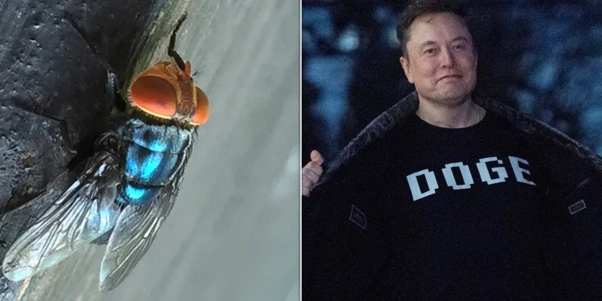 Užasni Parazit Se Vratio: Screwworm Otkriven U Južnom Teksasu — Moguća Veza Sa Rezovima U USAID-u?