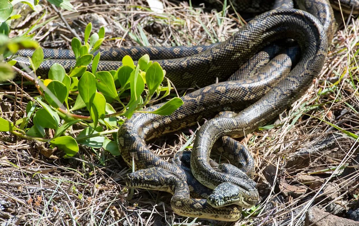 Viralni snimak iz Evergladesa: Razvezana dva „mating ball“-a pitona, ženka i dalje u bekstvu