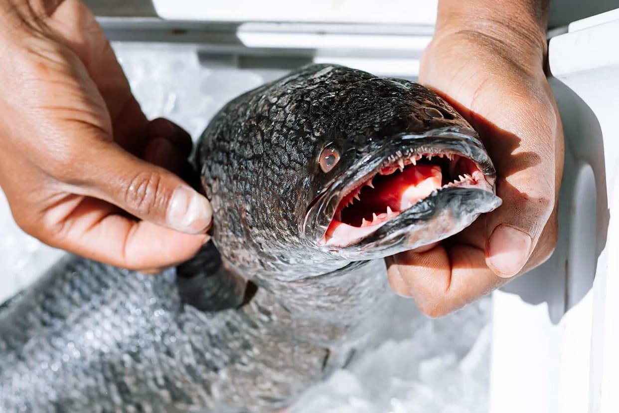 Poziv Na Lov "Frankenfish": Kako Se Suzbijaju Invazivne Zmijske Glave U Zalivu Chesapeake