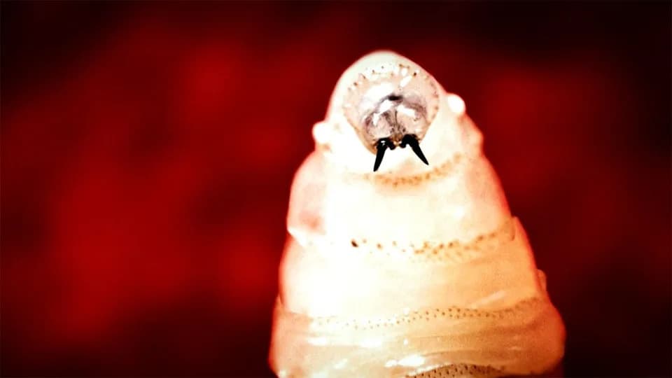 Otkriven New World screwworm u Teksasu — 5 slučajeva, velike mere protiv širenja i rizik za stoku