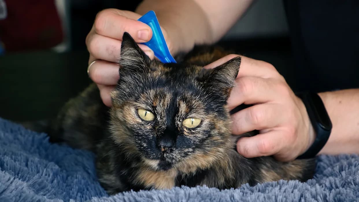 Veterinari Traže Zabranu Prodaje Spot‑On Proizvoda Protiv Buva Bez Recepta