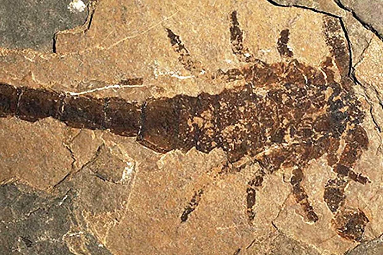 Potvrđeno: Praearcturus gigas — Džinovska škorpija dugačka više od metra