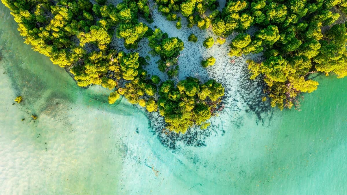Kako Ljudi i Mangrovi Mogu Zaustaviti Klimatski Haos (I Ublažiti Olujna Oštećenja)