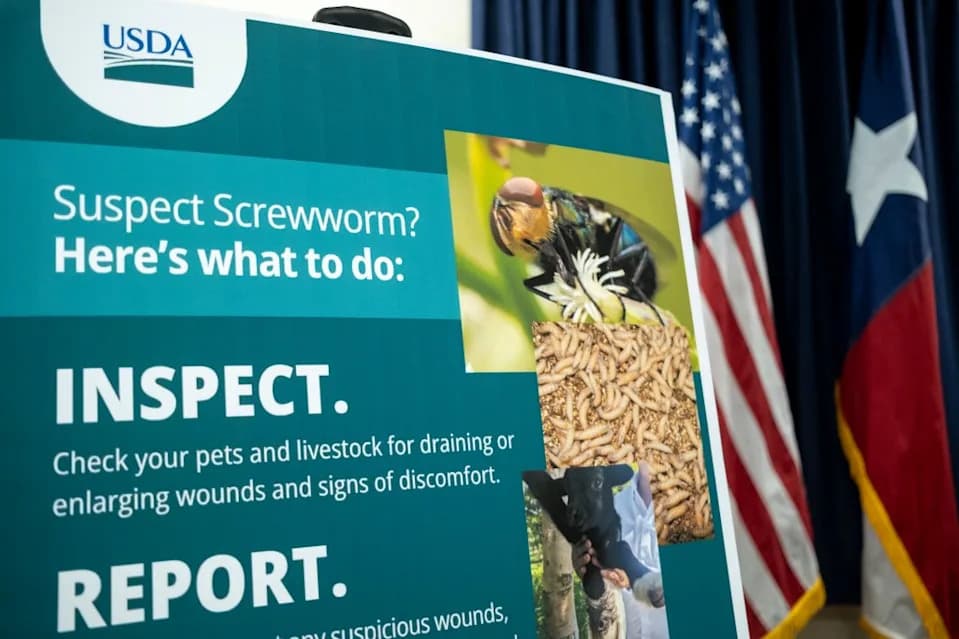 FDA Odobrila Hitnu Terapiju za Kućne Ljubimce protiv 'New World' Screwworma